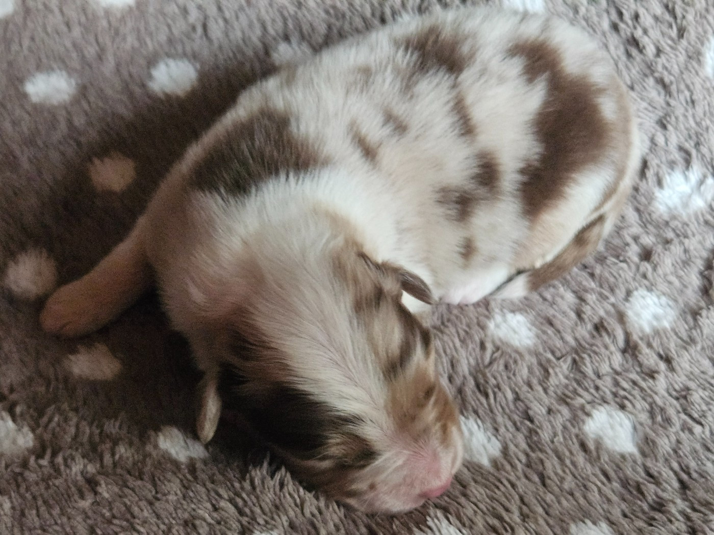 B-ready - Berger Australien