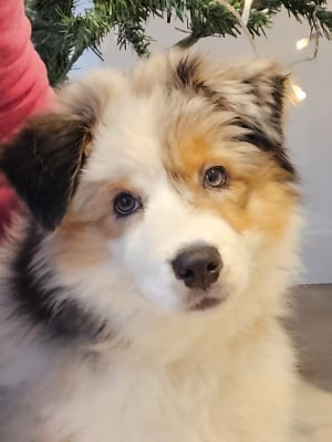 Les chiots de Berger Australien