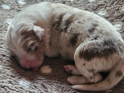 Les chiots de Berger Australien