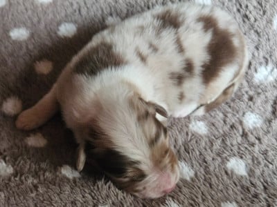 Les chiots de Berger Australien