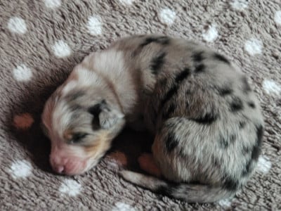 Les chiots de Berger Australien