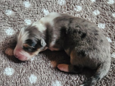 Les chiots de Berger Australien