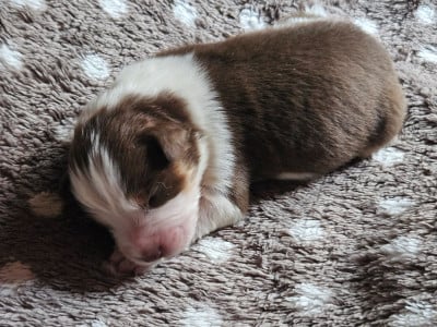 Les chiots de Berger Australien