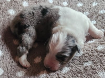 Les chiots de Berger Australien