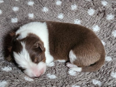 Les chiots de Berger Australien