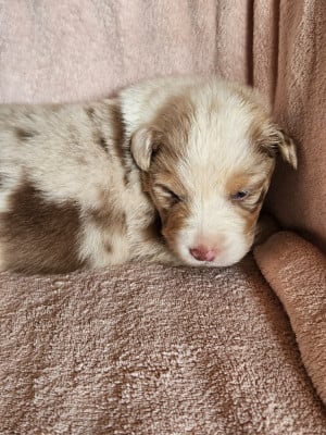 Les chiots de Berger Australien