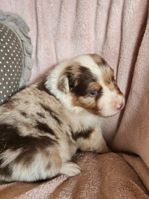Les chiots de Berger Australien