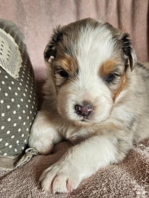 Les chiots de Berger Australien