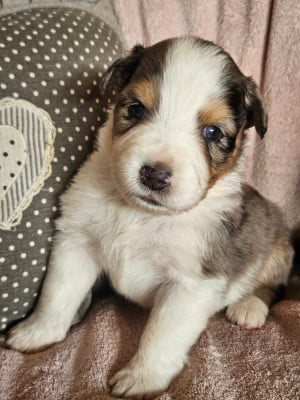 Les chiots de Berger Australien