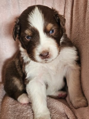 Les chiots de Berger Australien