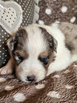 Les chiots de Berger Australien