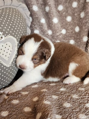 Les chiots de Berger Australien