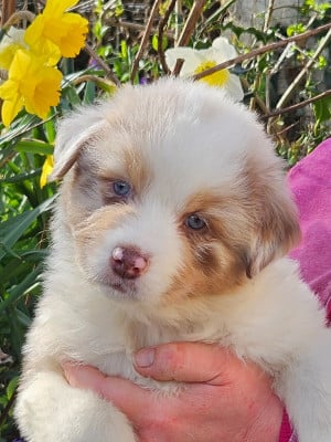 Les chiots de Berger Australien