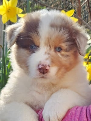 Les chiots de Berger Australien
