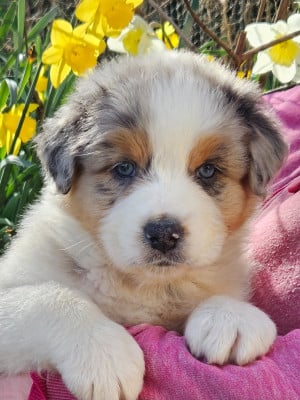 Les chiots de Berger Australien