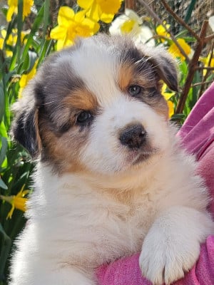 Les chiots de Berger Australien