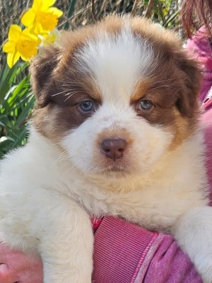 Les chiots de Berger Australien