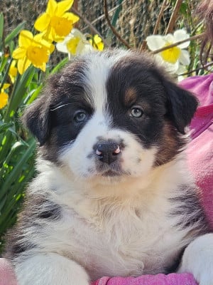 Les chiots de Berger Australien