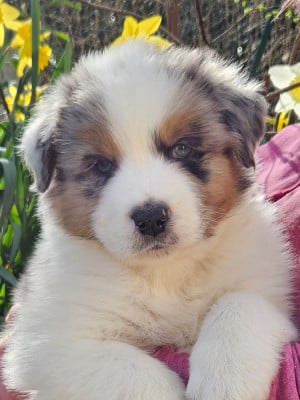 Les chiots de Berger Australien