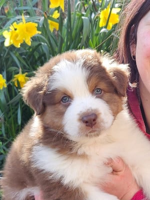 Les chiots de Berger Australien