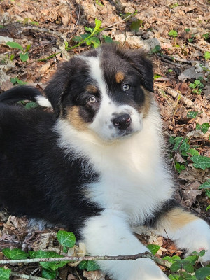 Les chiots de Berger Australien