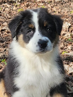 Les chiots de Berger Australien