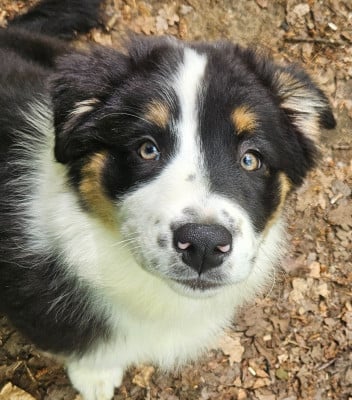 Les chiots de Berger Australien