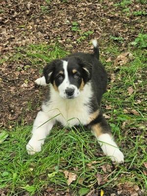Les chiots de Berger Australien