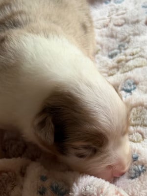 Les chiots de Berger Australien