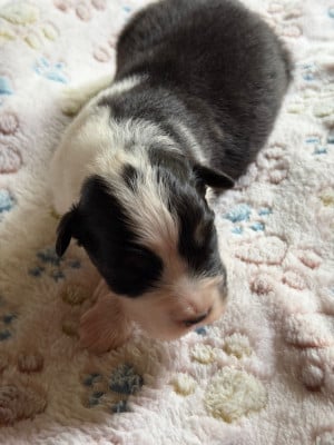 Les chiots de Berger Australien