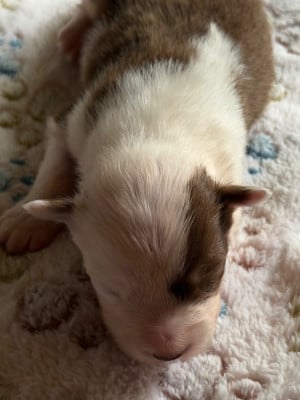 Les chiots de Berger Australien