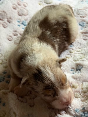 Les chiots de Berger Australien