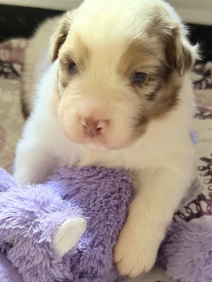 Les chiots de Berger Australien
