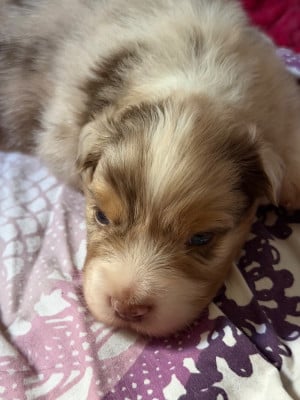 Les chiots de Berger Australien
