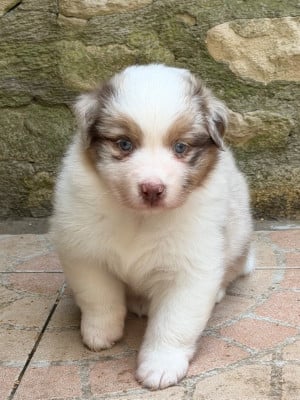 Les chiots de Berger Australien