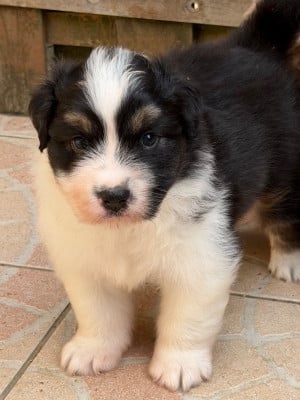 Les chiots de Berger Australien