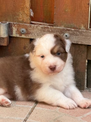 Les chiots de Berger Australien