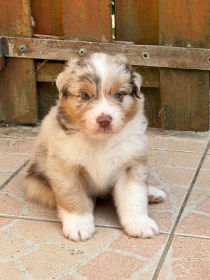 Les chiots de Berger Australien