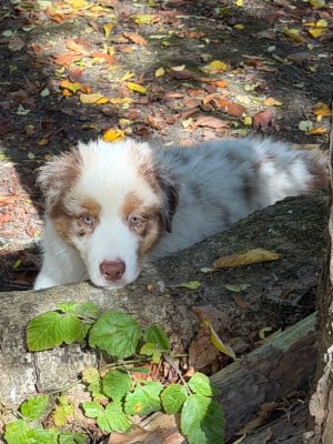 Les chiots de Berger Australien