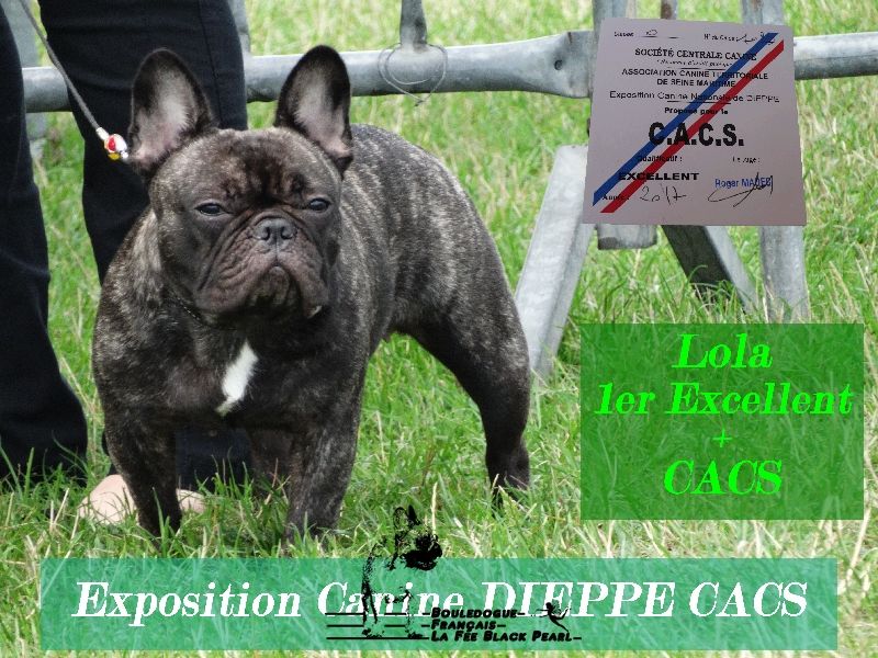 Lola (Sans Affixe) - 1er Excellent + CACS classe ouverte