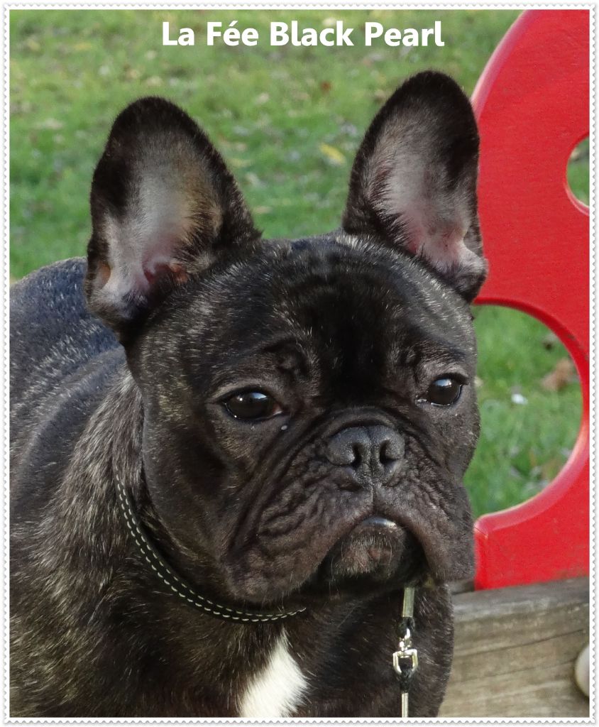 Lola (Sans Affixe) - 1er Excellent + CACS classe ouverte