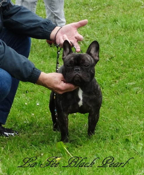 Lola (Sans Affixe) - 1er Excellent classe intermédiaire + CACS