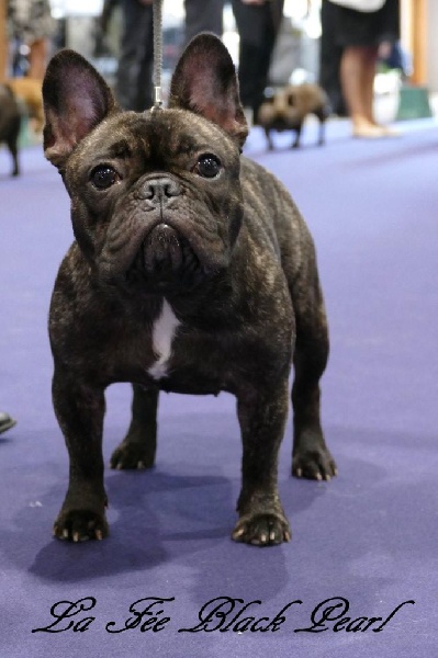 Lola (Sans Affixe) - TB non classé classe intermédiaire