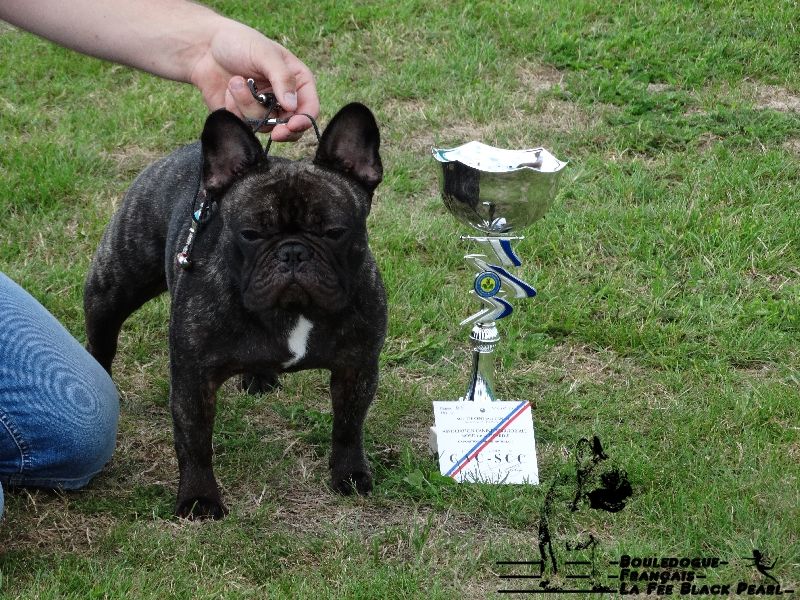 Lola (Sans Affixe) - 1er Excellent + CACS classe ouverte