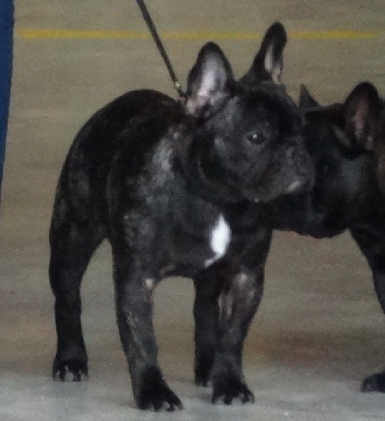 Lola (Sans Affixe) - Très prometteur classe puppy