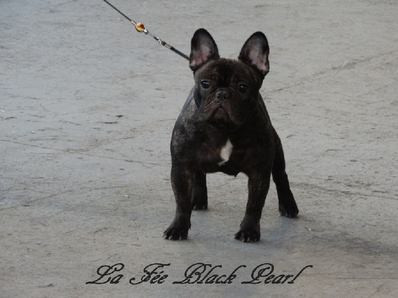 Lola (Sans Affixe) - 3ème Excellent classe jeune