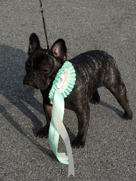 Lola (Sans Affixe) - Très prometteur classe puppy