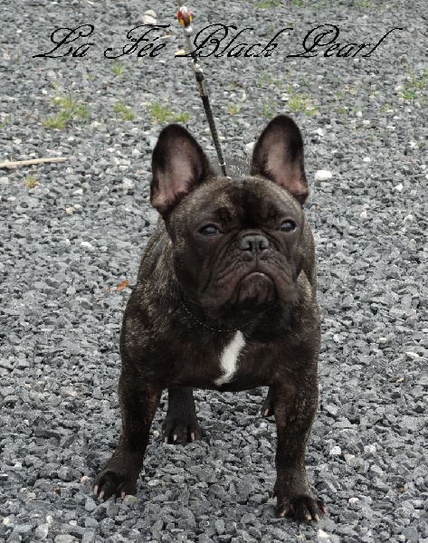 Lola (Sans Affixe) - 1er TB classe intermédiaire