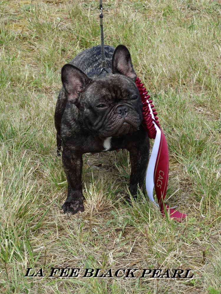 Lola (Sans Affixe) - 1er Excellent + CACS classe ouverte