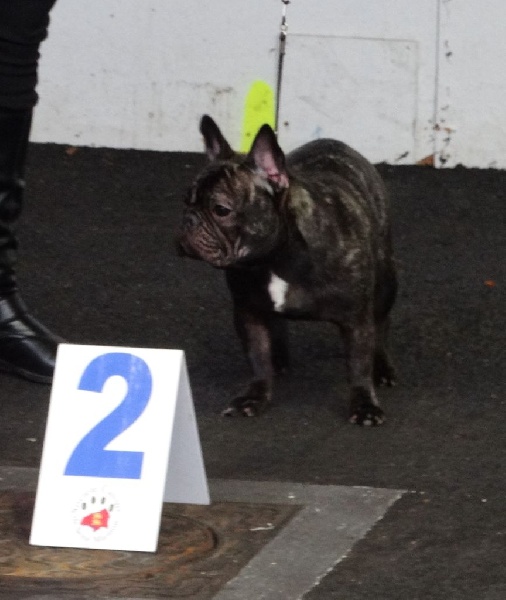 Lola (Sans Affixe) - 2 ème Excellent classe Jeune